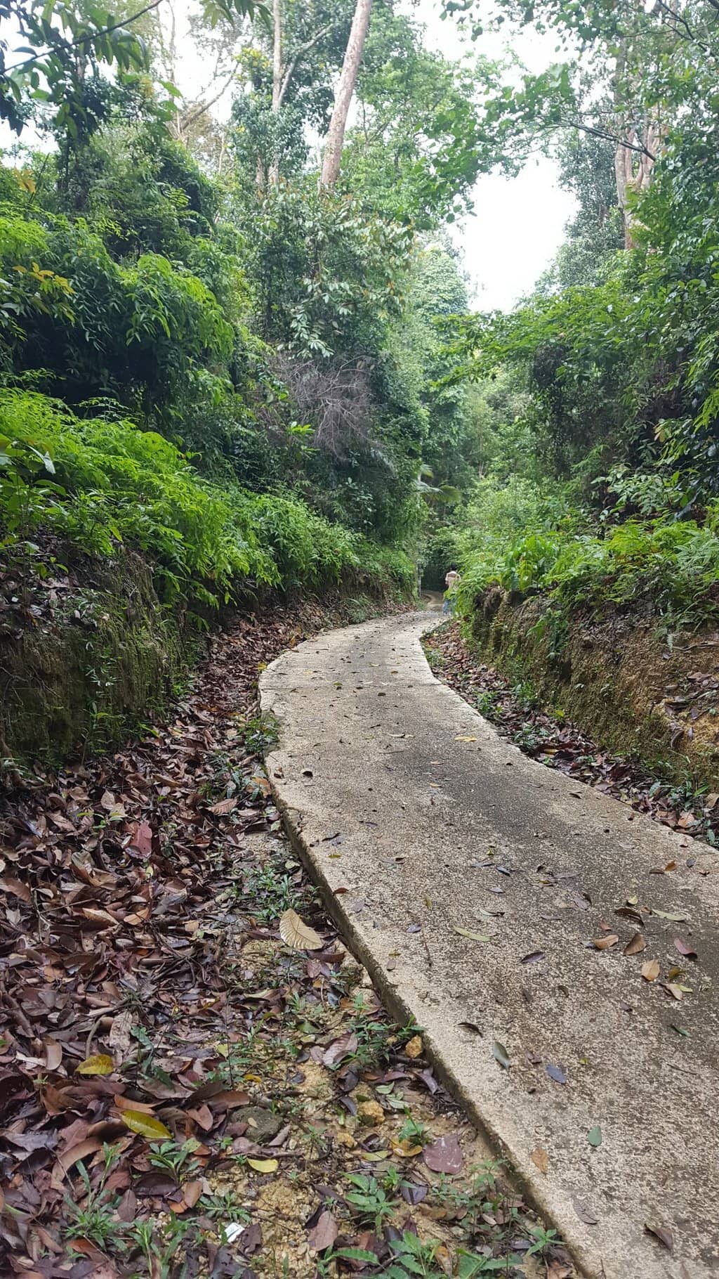 Forest Trails