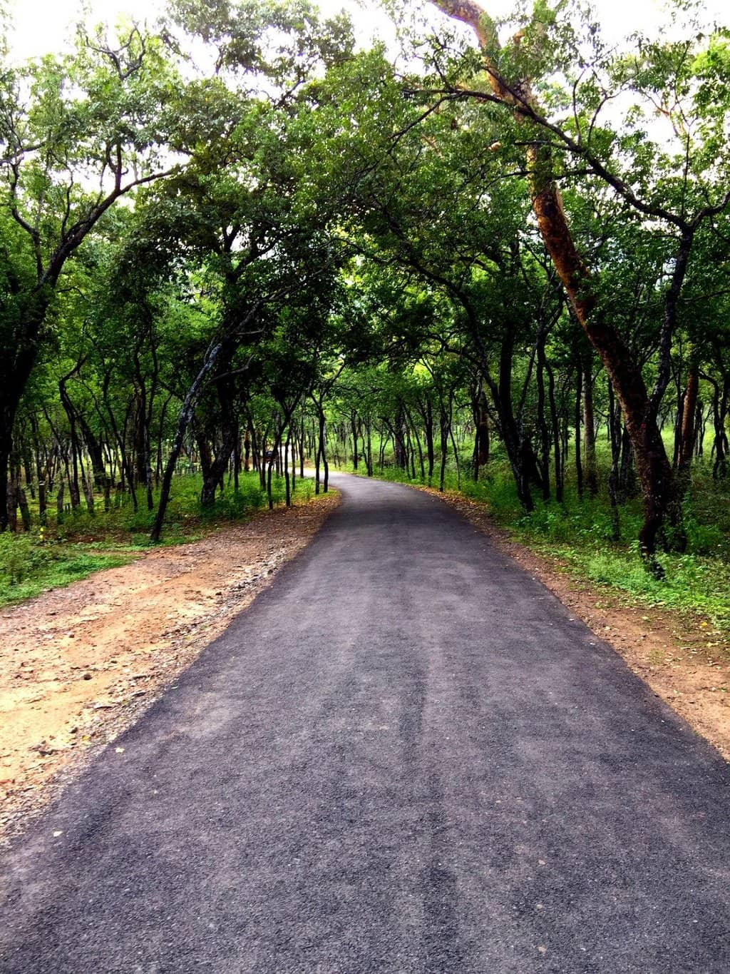 Sugarcane Farms & Jaggery