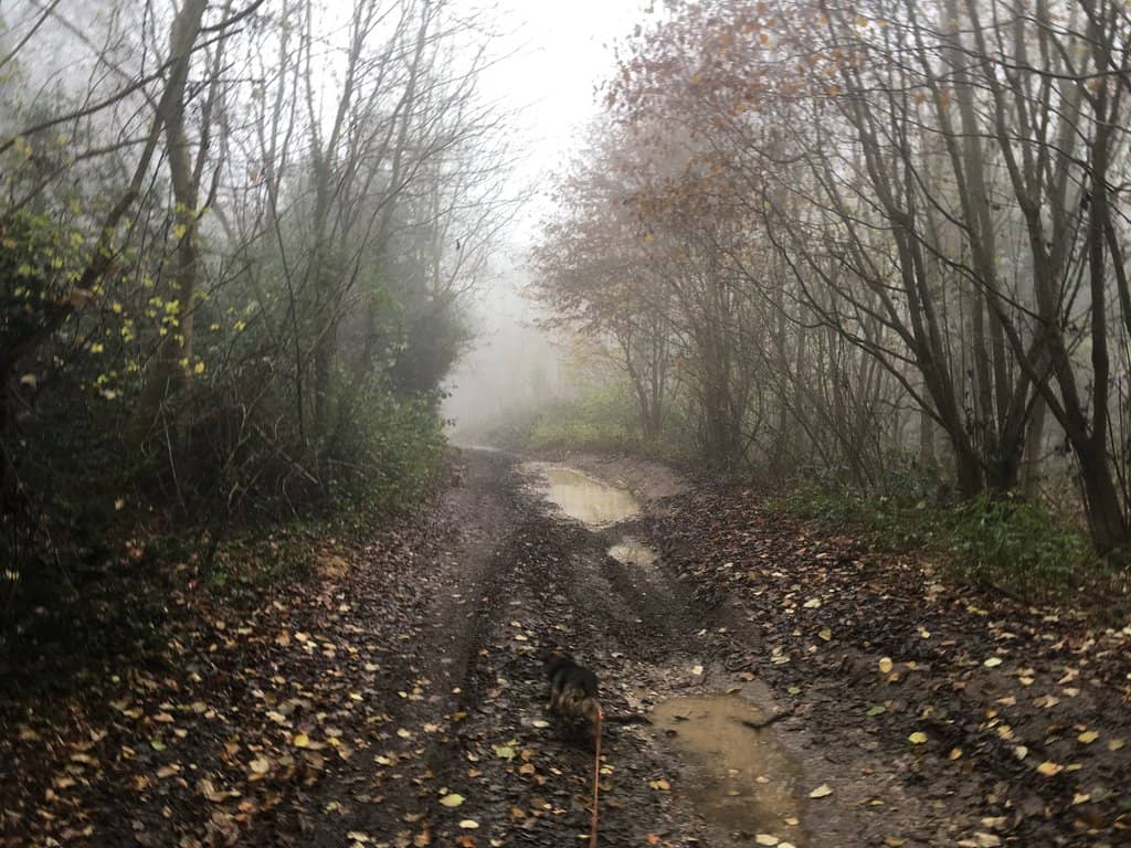 Chalk Grassland Walks
