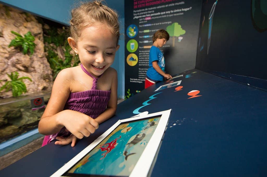 Dolphin Shows & Interactions