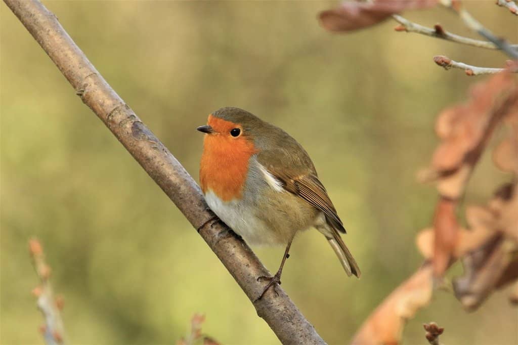 Bird Hides