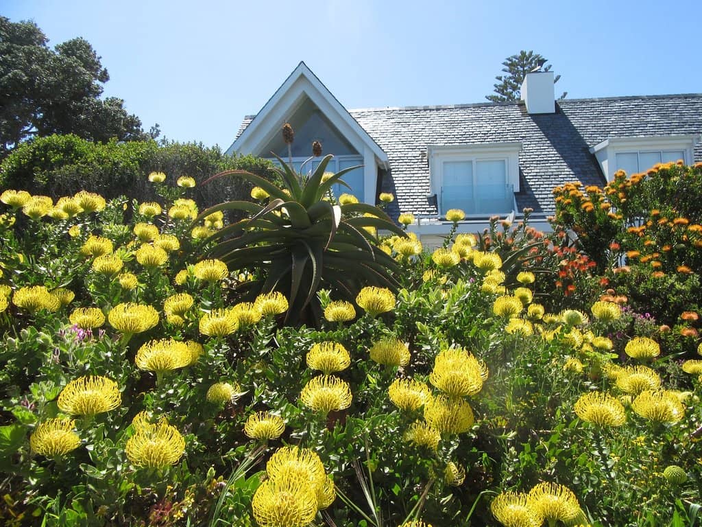 Hermanus Fishing History