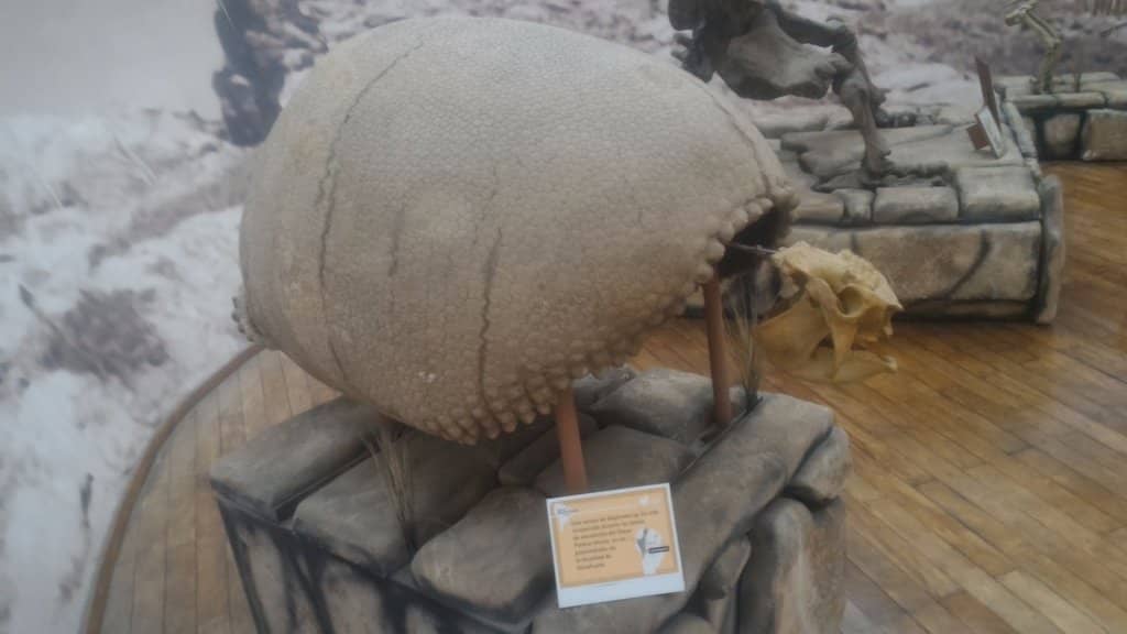 Paleontological Collection