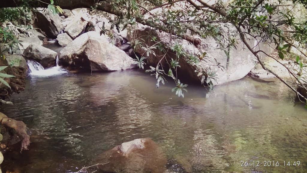 Forest Trek Experience
