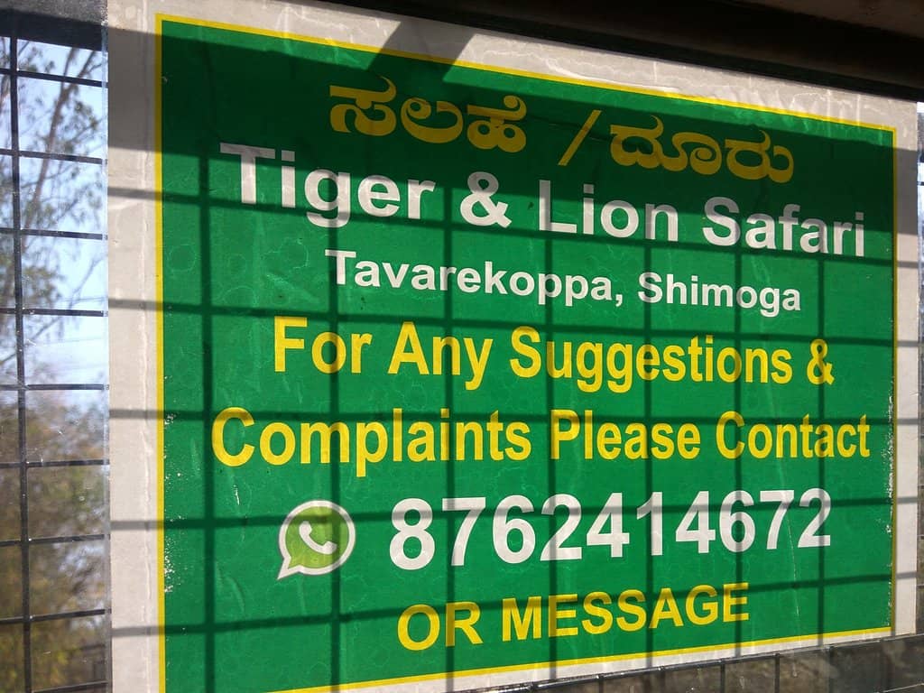 Black Panther Sighting