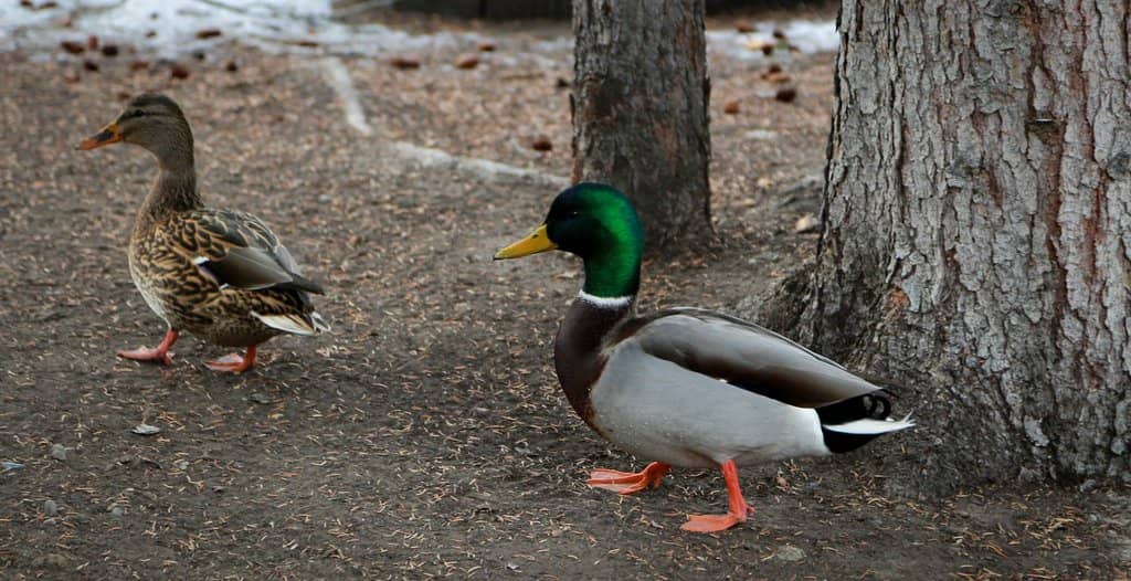 Birdwatching Opportunities