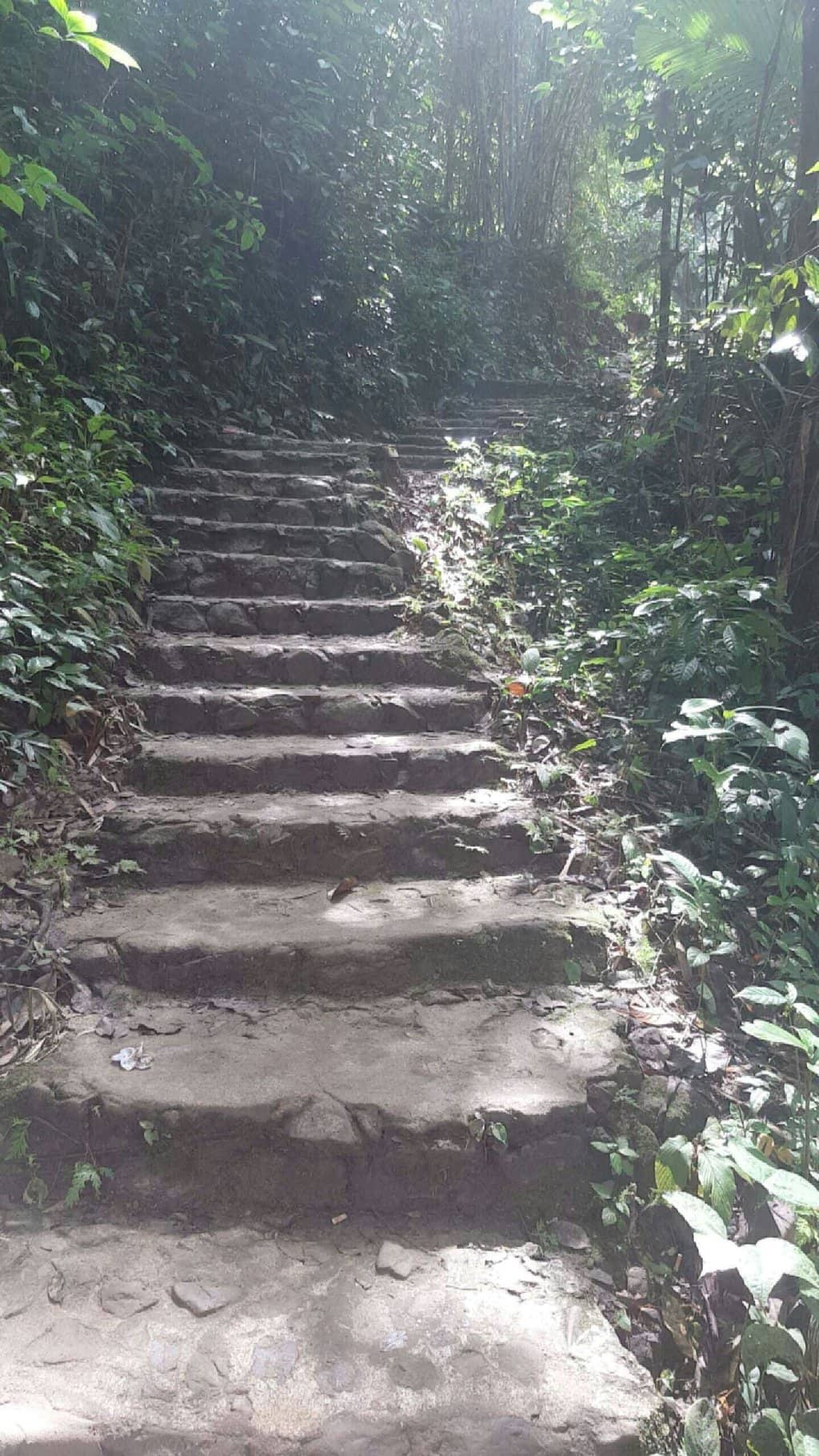 Jungle Trek