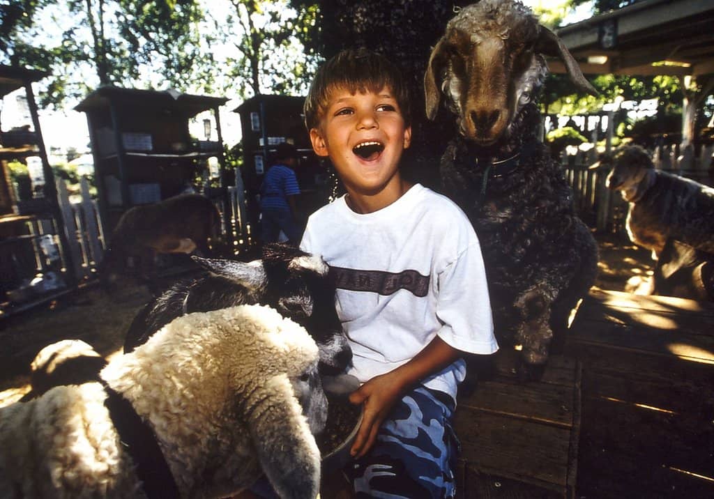 Kid-Friendly Roller Coasters