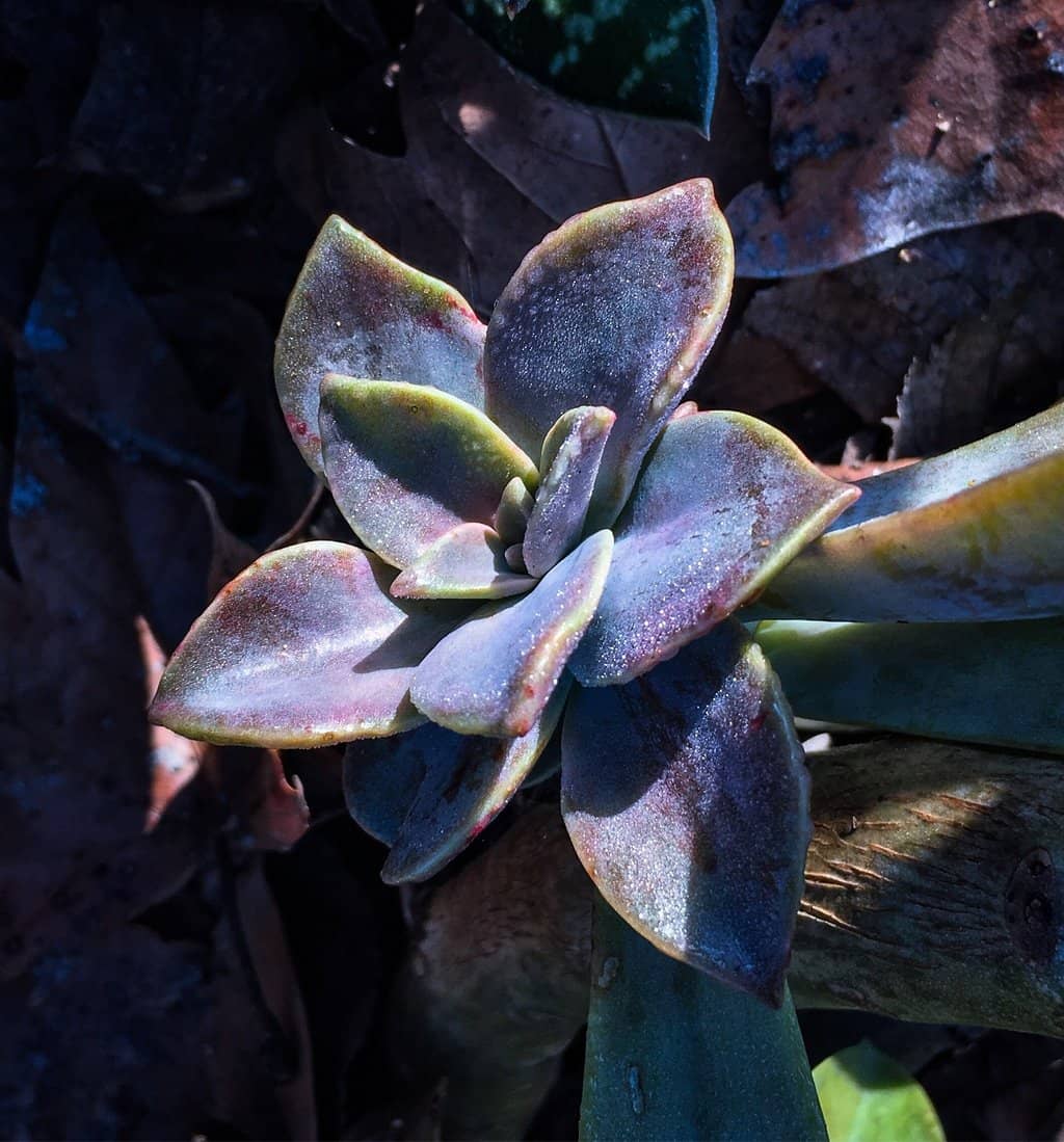Playground & Musical Toys