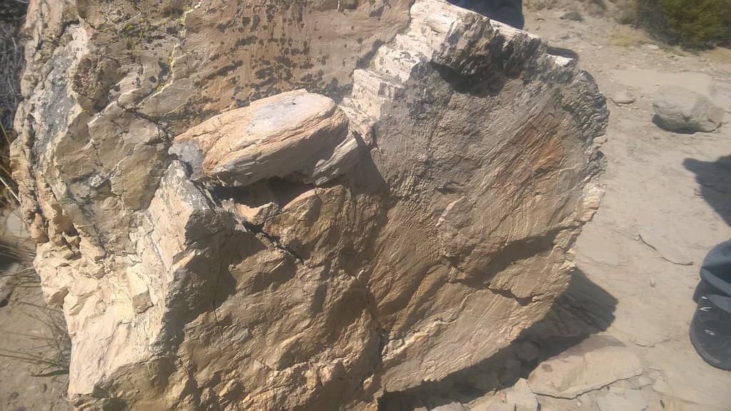 Petrified Trees