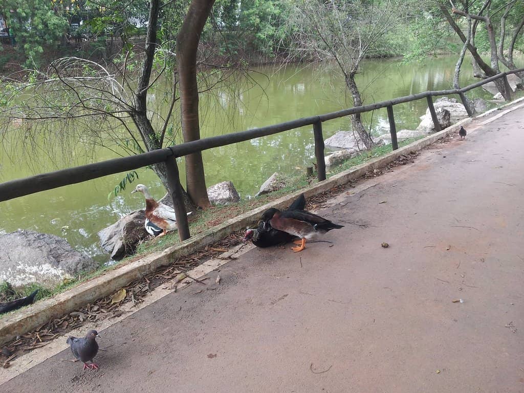 Scenic Walking Path