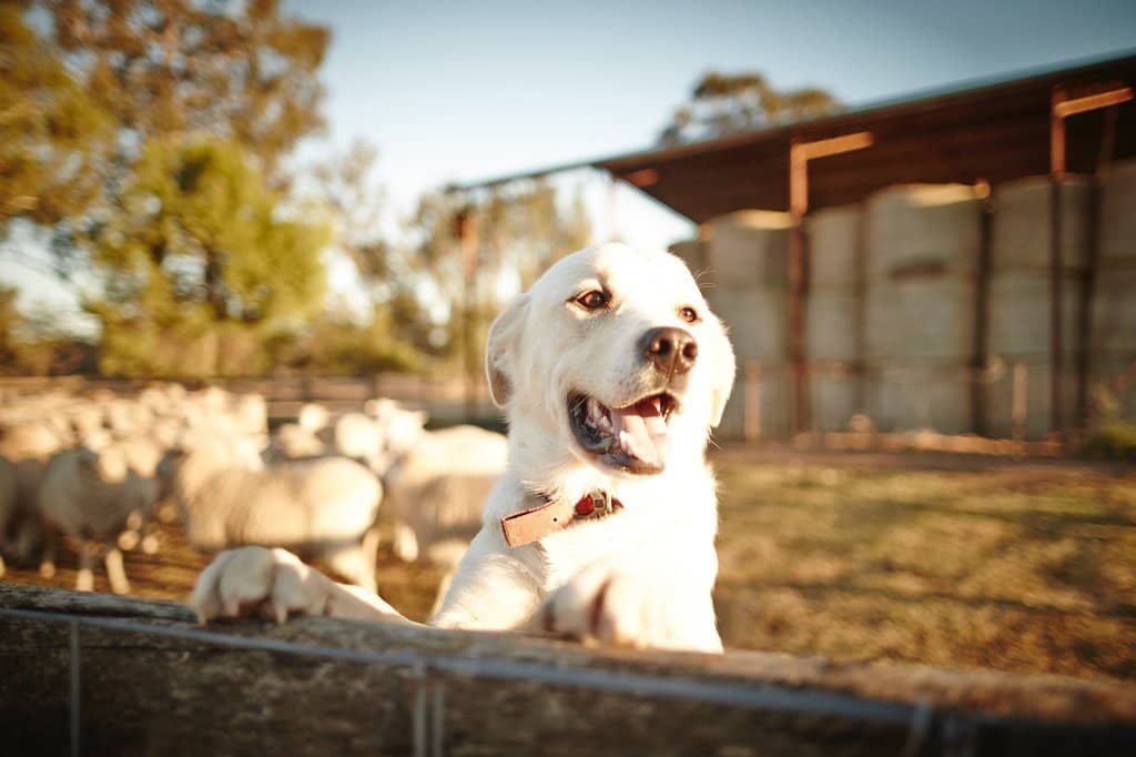 Elegant Accommodation Villas