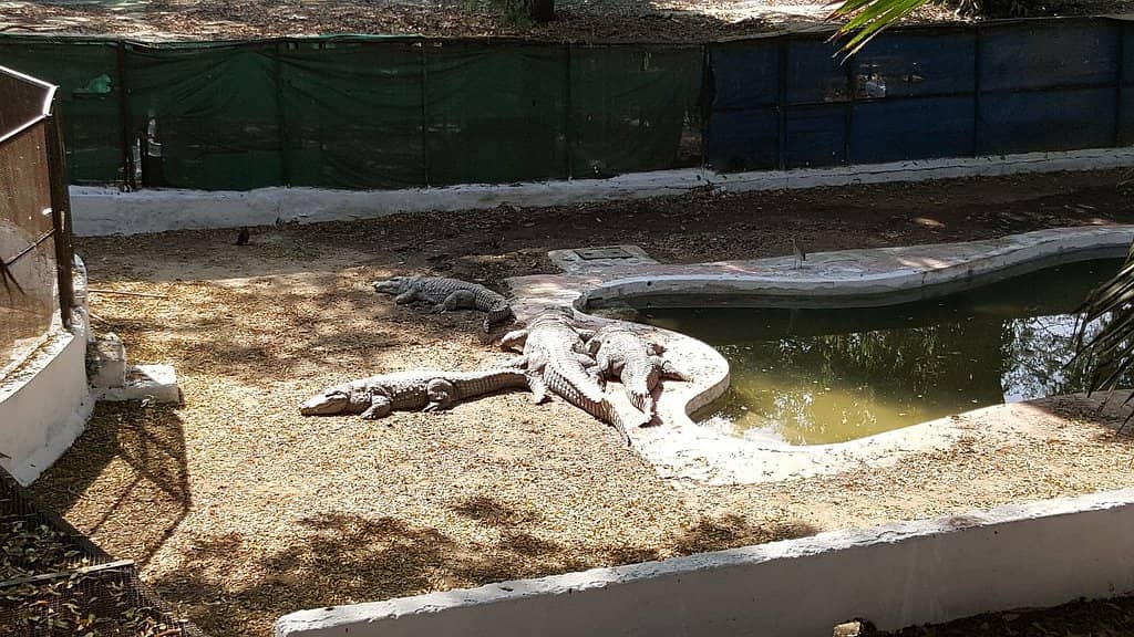 Albino Animals