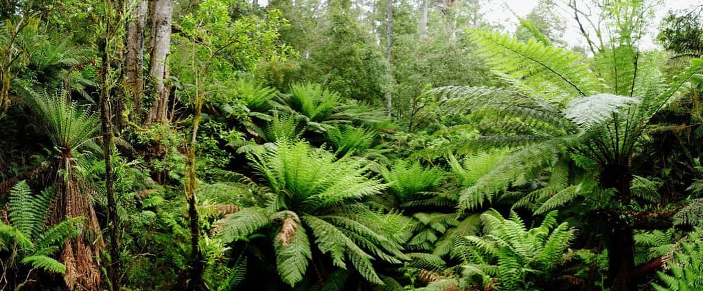 Soothing Nature Sounds