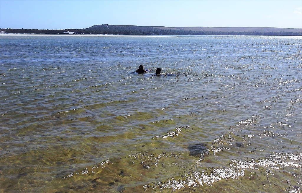 The Shell-Covered Shoreline