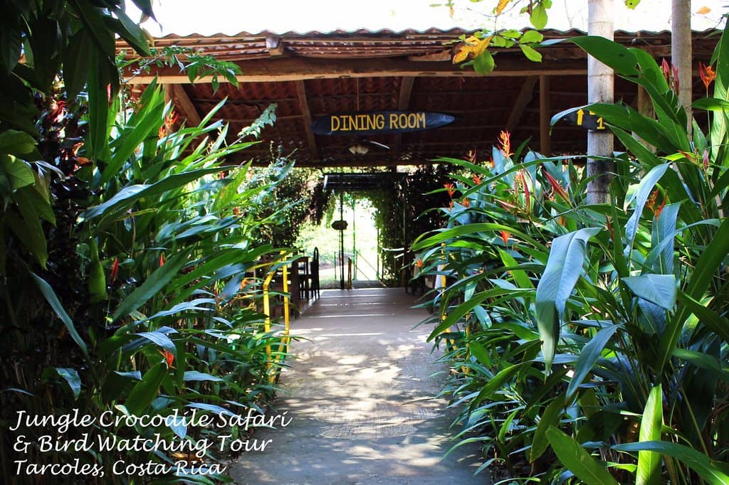 Massive Crocodile Sightings