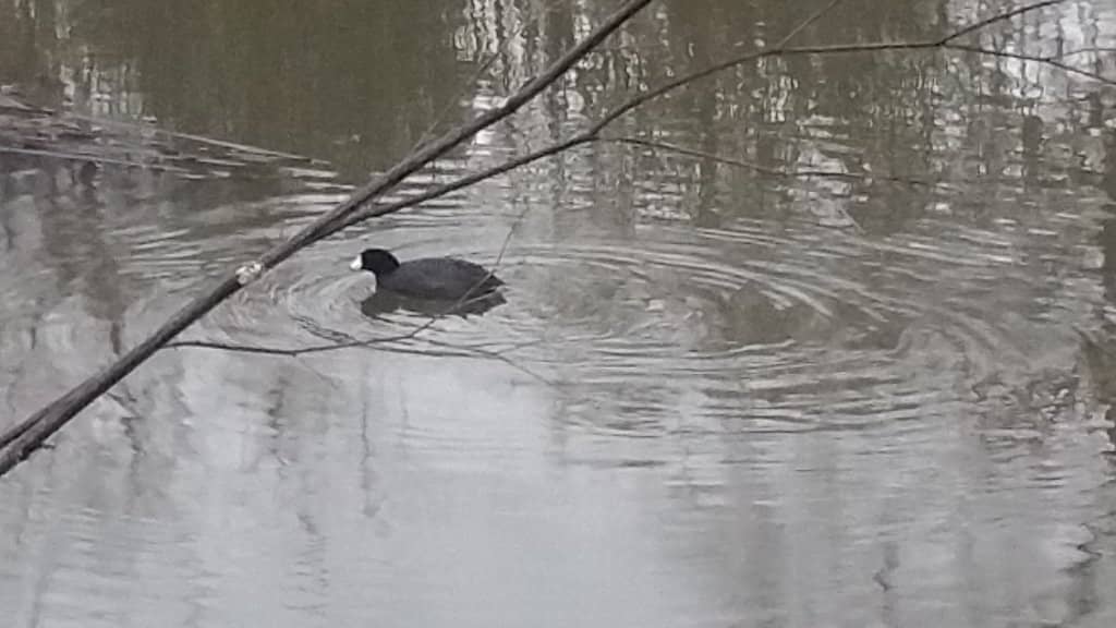 Wooded Creek Sections