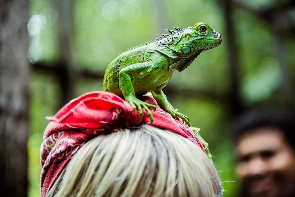 Baby Iguana Viewing