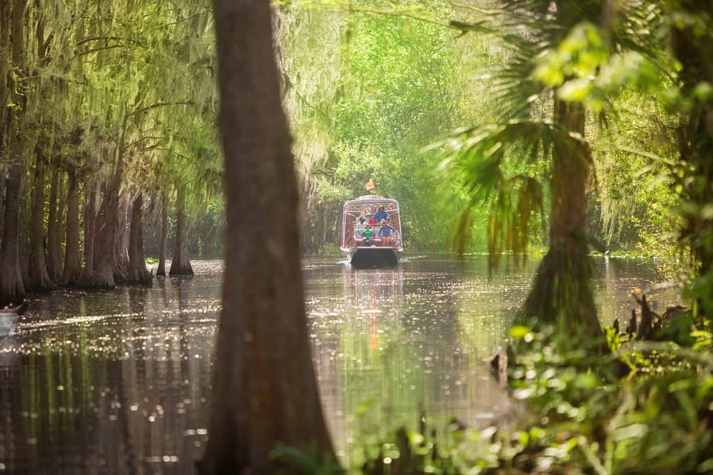 Alligator Encounters
