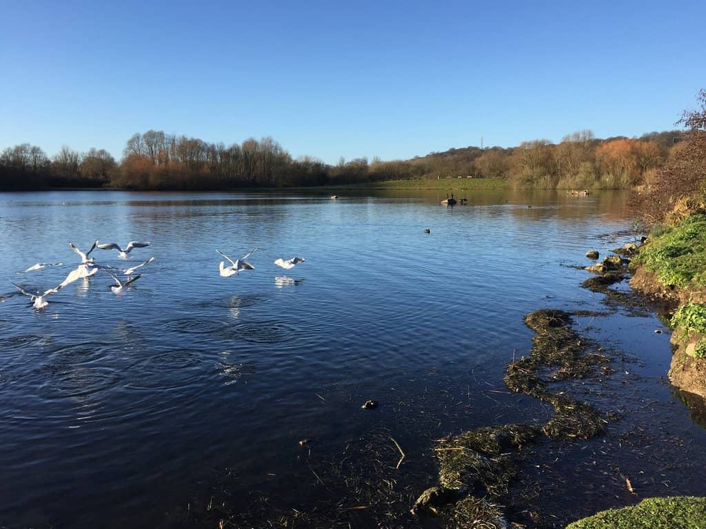 Colwick Woods