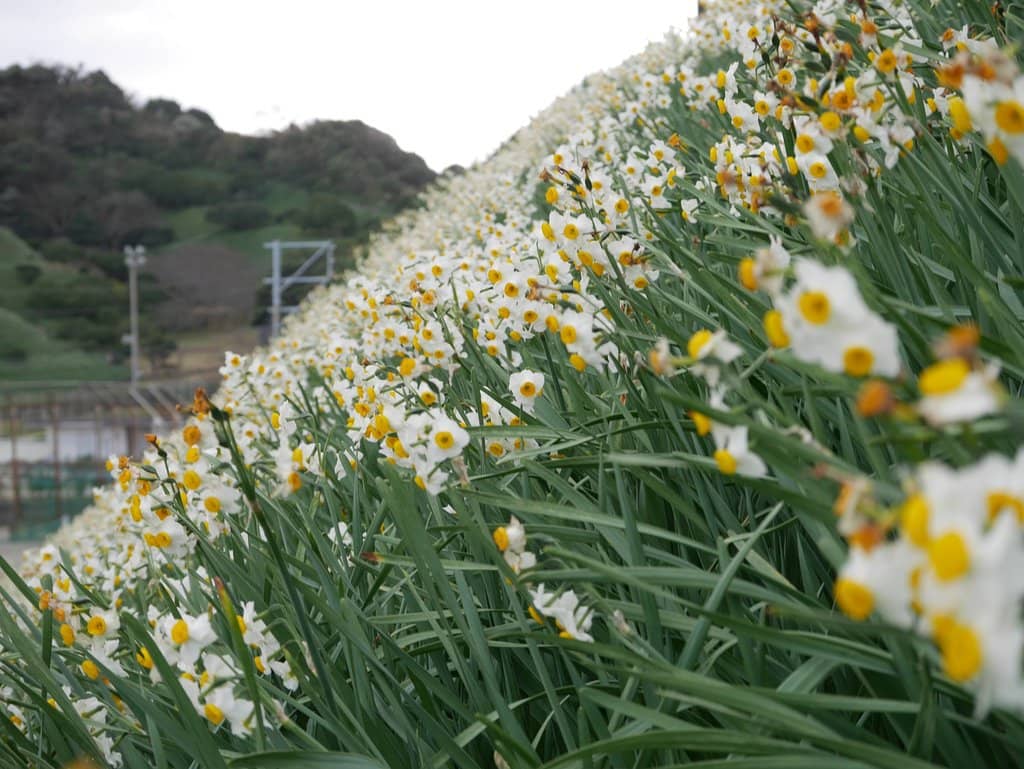 Ancient Lotus Garden
