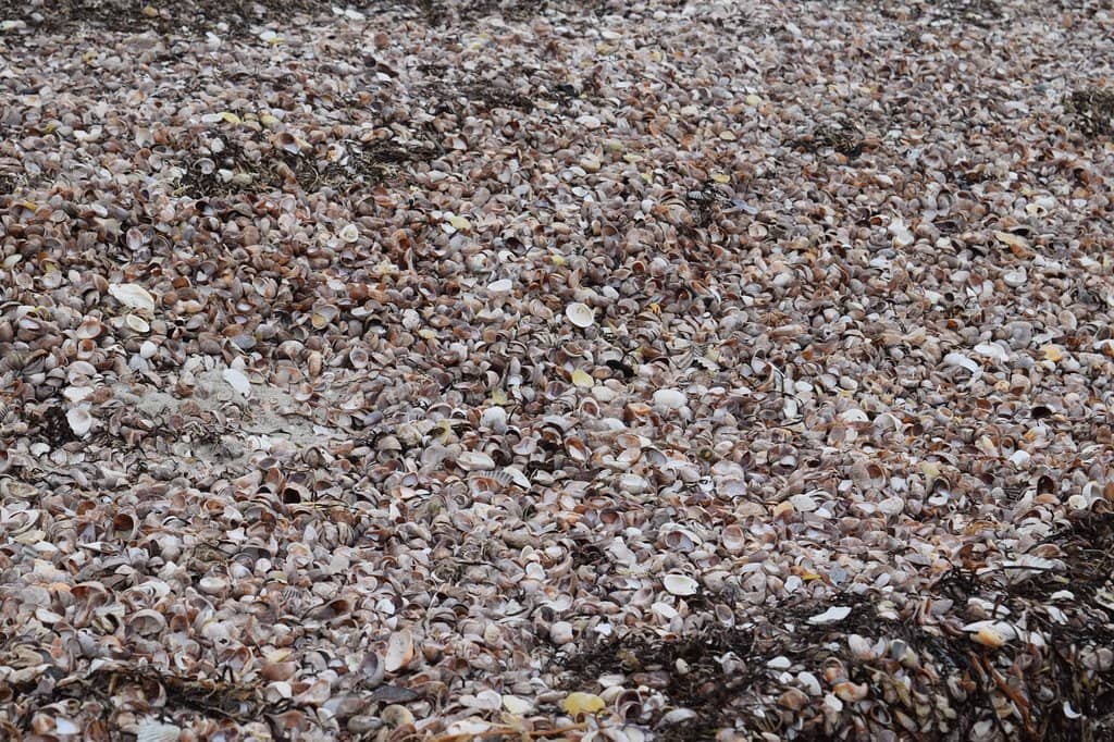 Seashell Treasures