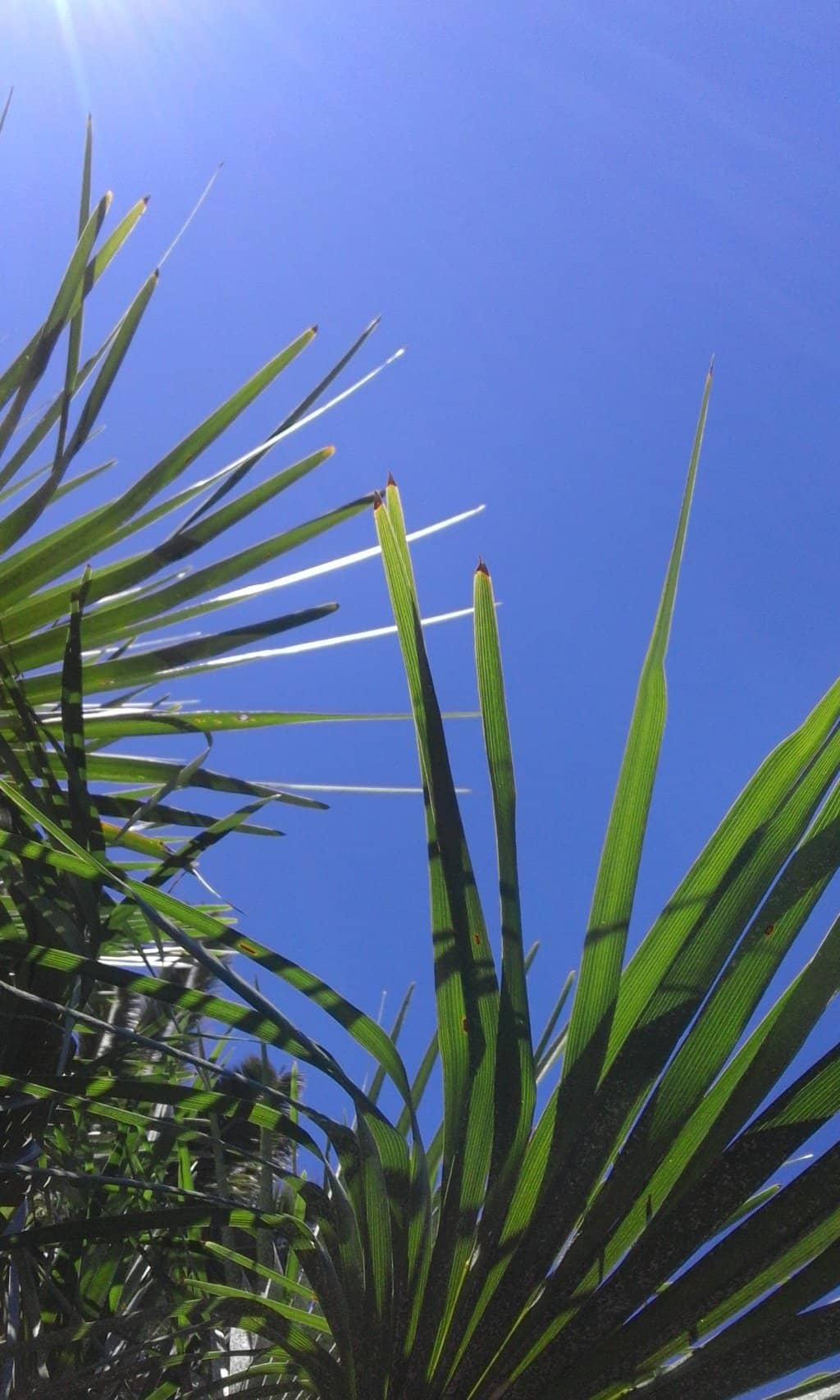 Vertical photo