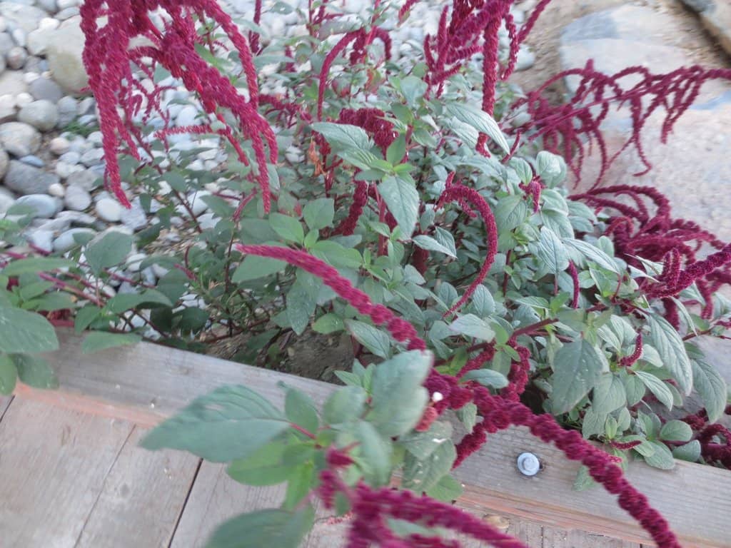Indigenous Desert Flora