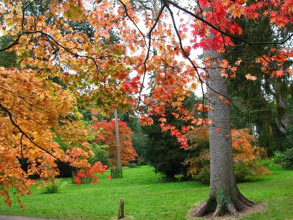 Ancient Trees