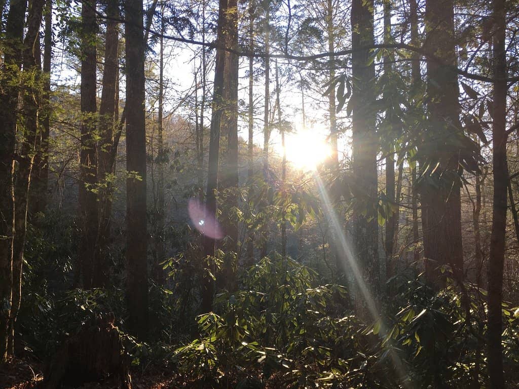 Cohutta Wilderness