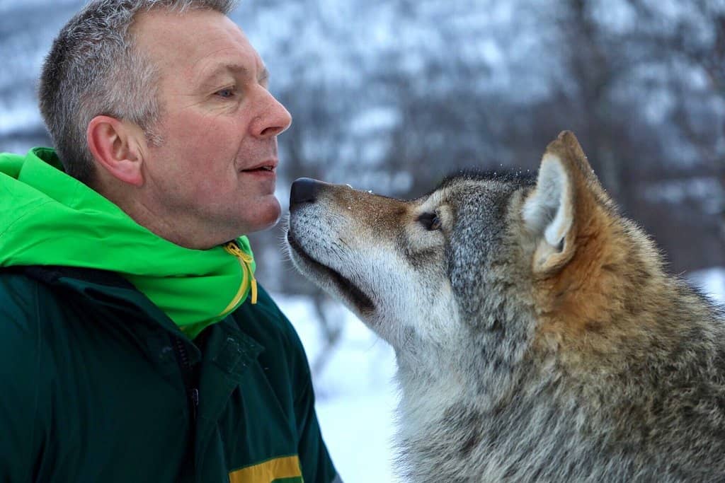 Reindeer & Elk Grazing