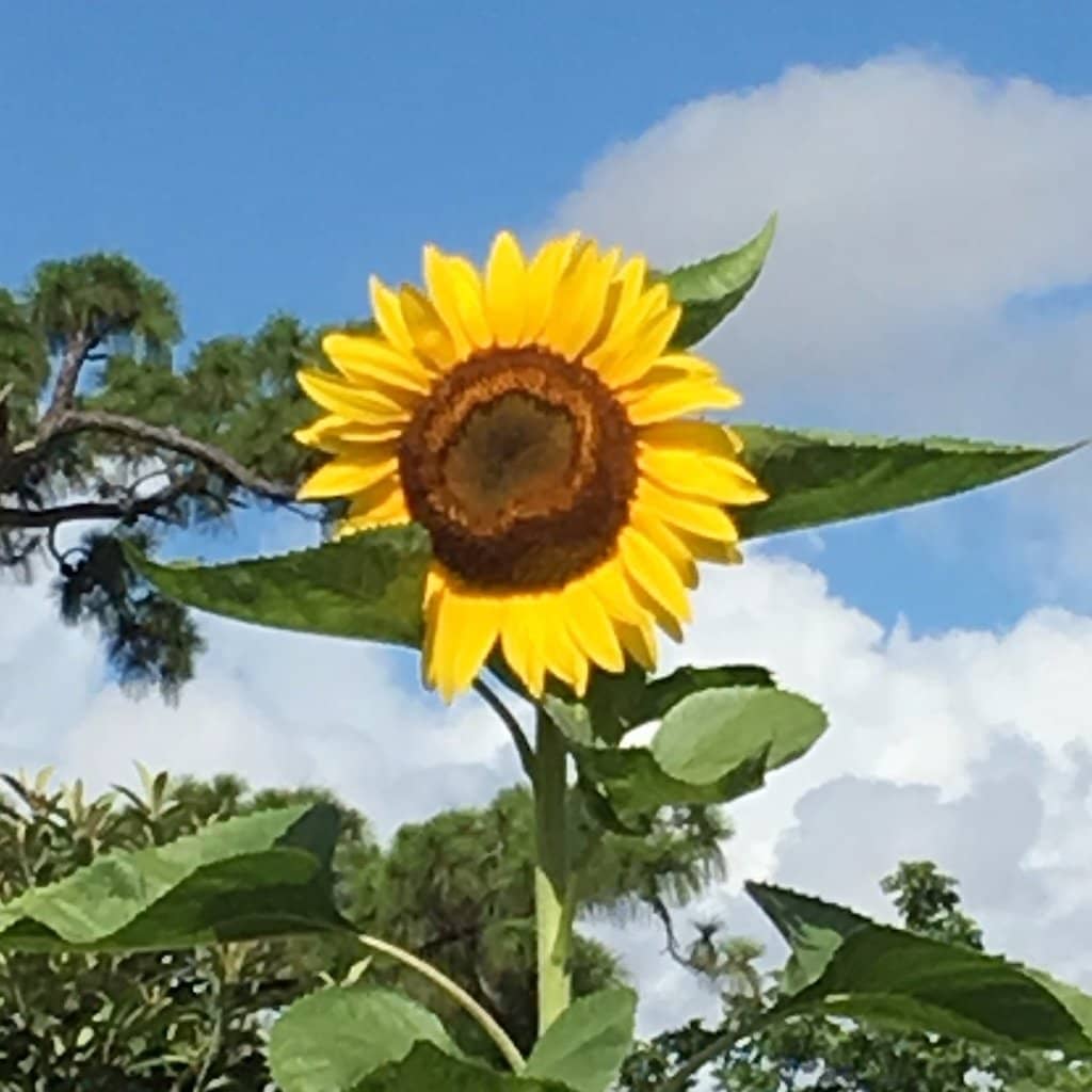 Butterfly Garden