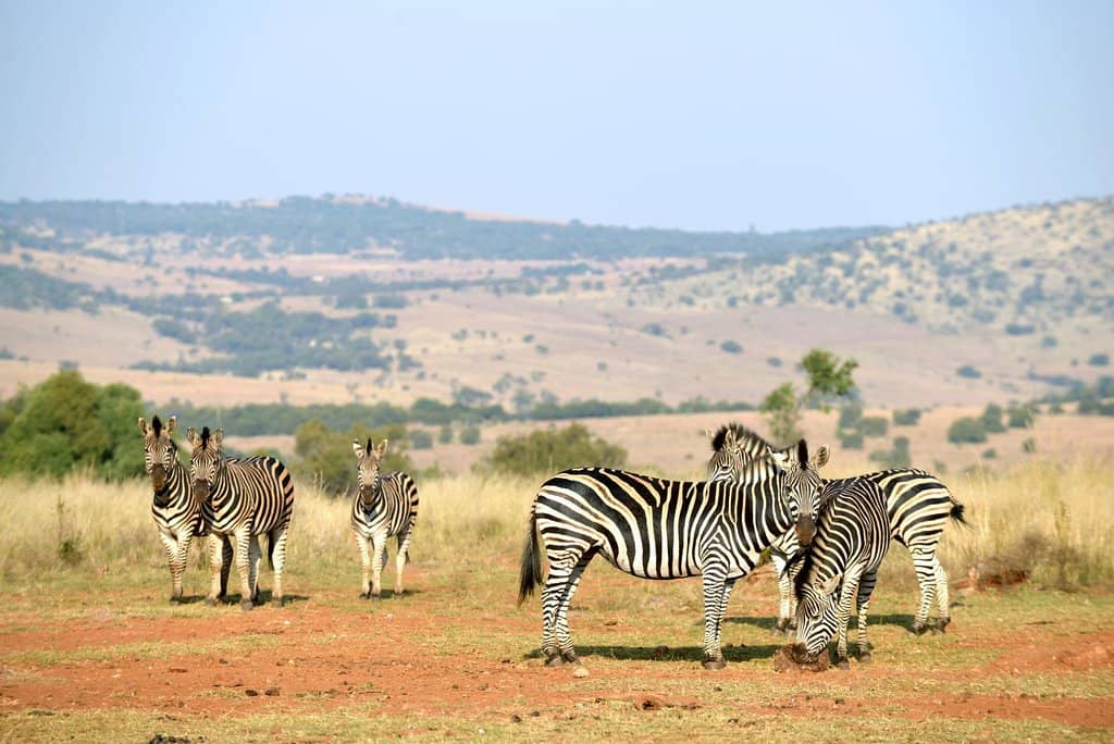 Lion Safari Experience