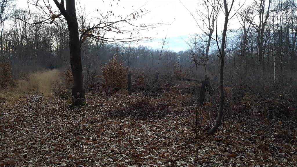 Dog-Friendly Freedom