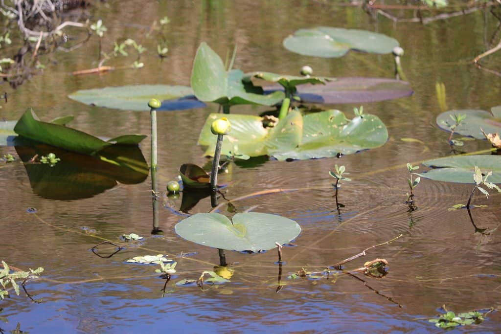 Birdwatching Hotspots
