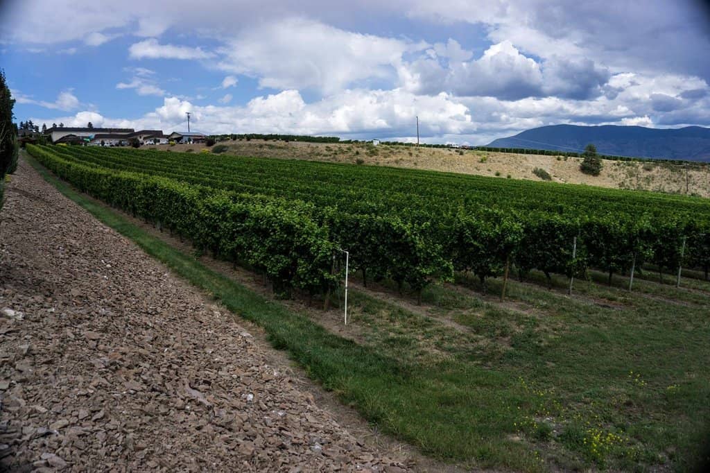 Scenic Vineyard Views