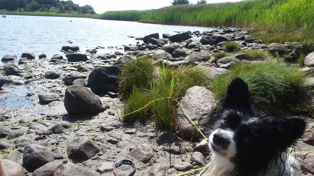 Wooden Jetty with Seating