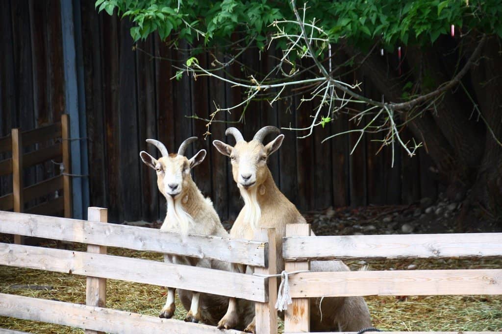 Interactive Animal Encounters