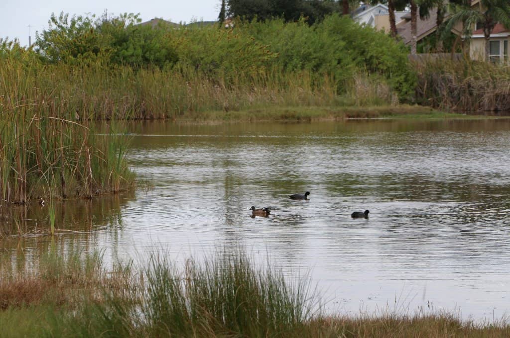 Wetland Boardwalks