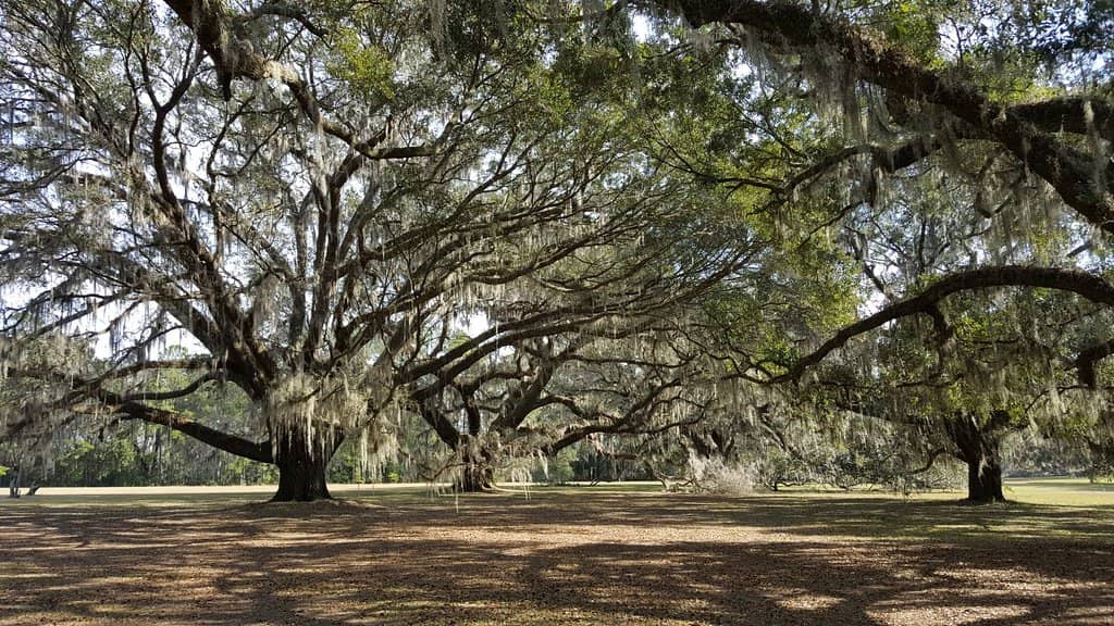 The Commissary (Country Store)