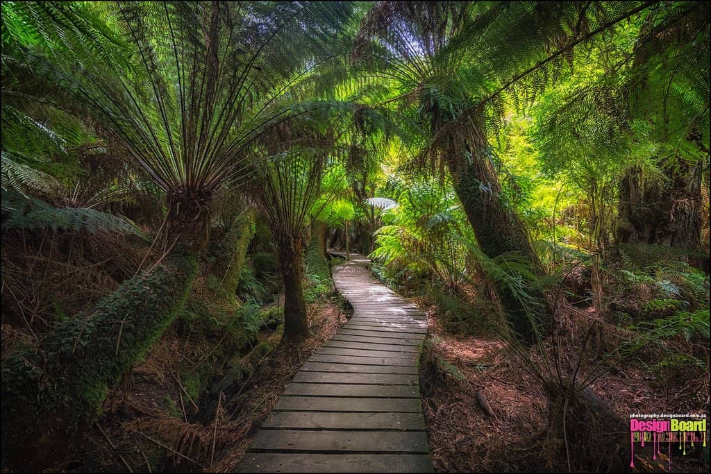 Lush Fern Gardens