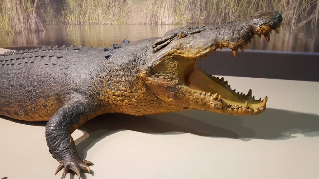 Cyclone Tracy Exhibit