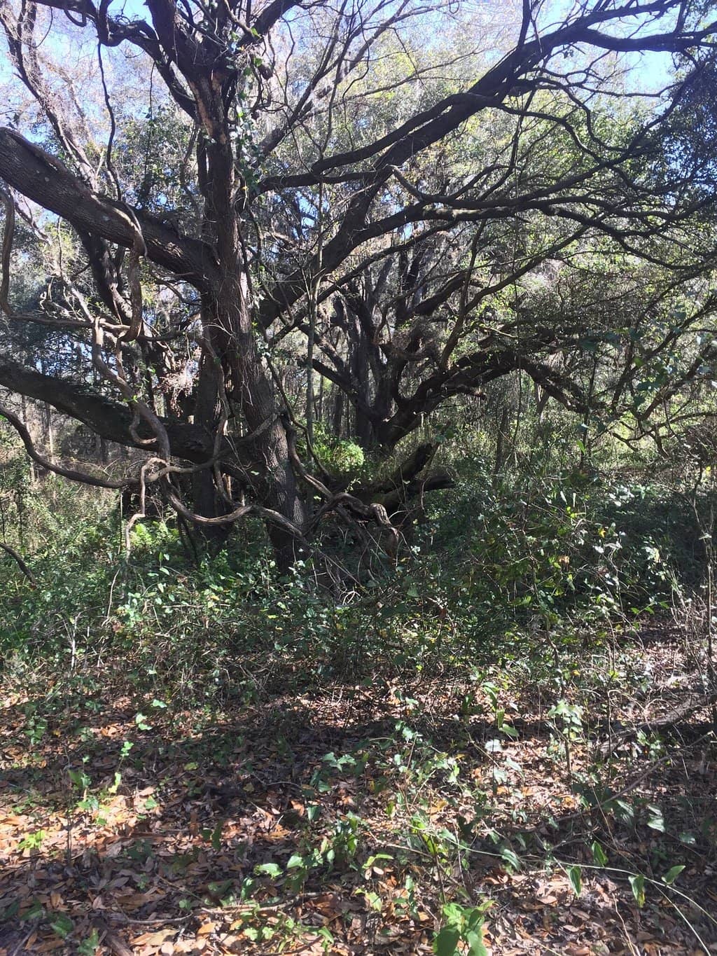 Live Oaks
