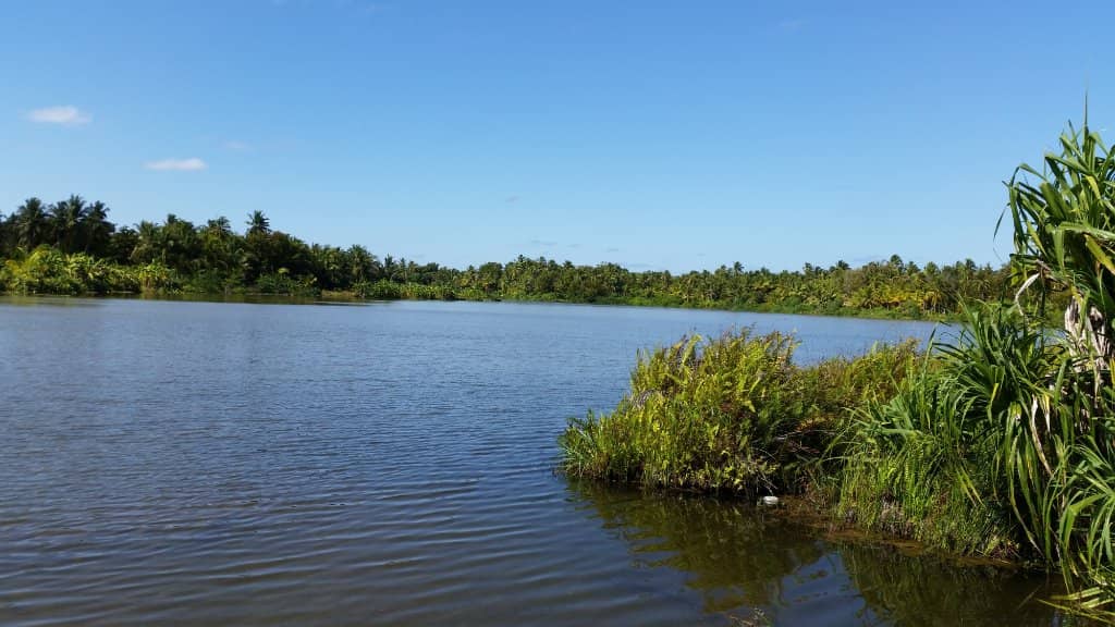 Serene Boardwalk Strolls