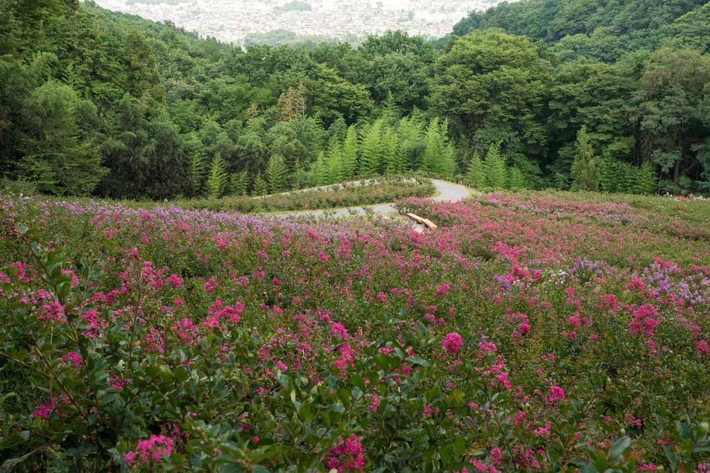 Vast Greenery & Nature