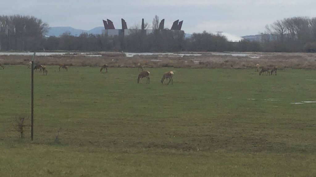 Birdwatching Pavilions