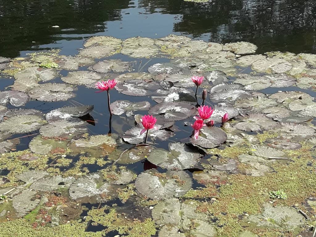 Local Life & Ferry Hub