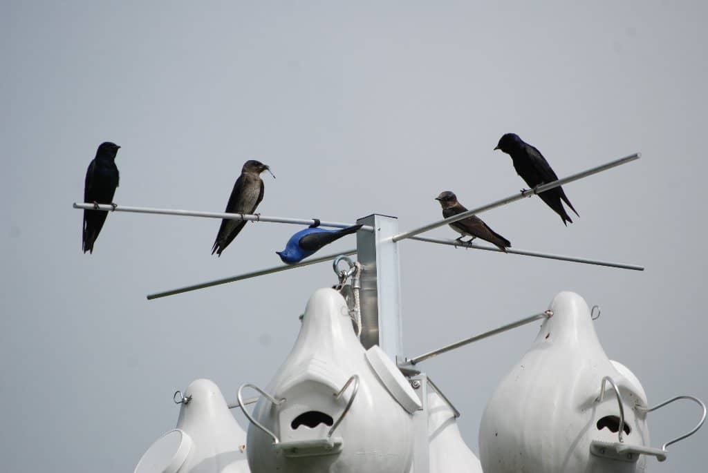 Birds of Prey