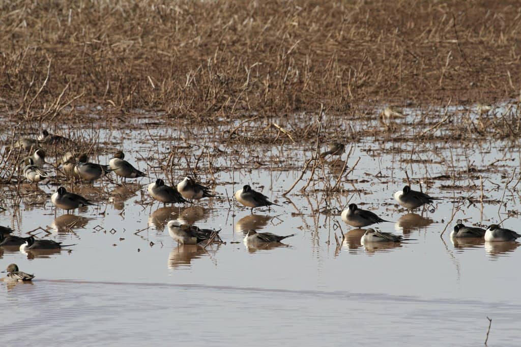 Dawn and Dusk Flights