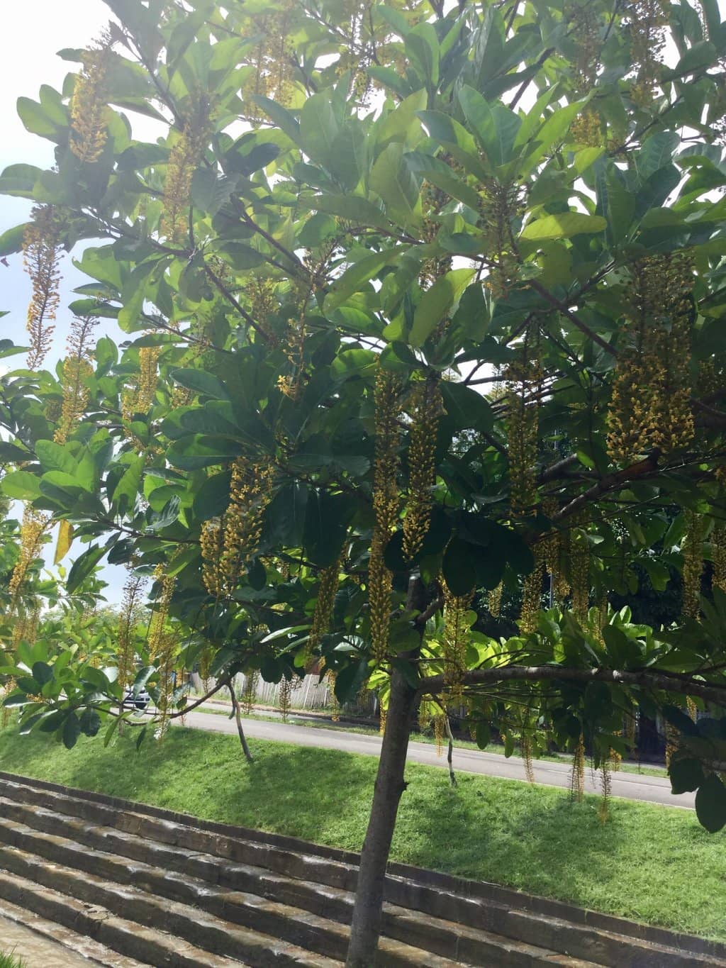 Ipê Trees